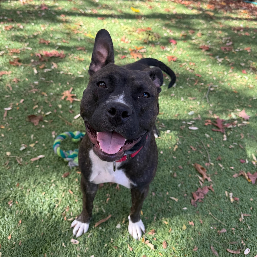 π Southampton Animal Shelter Donation