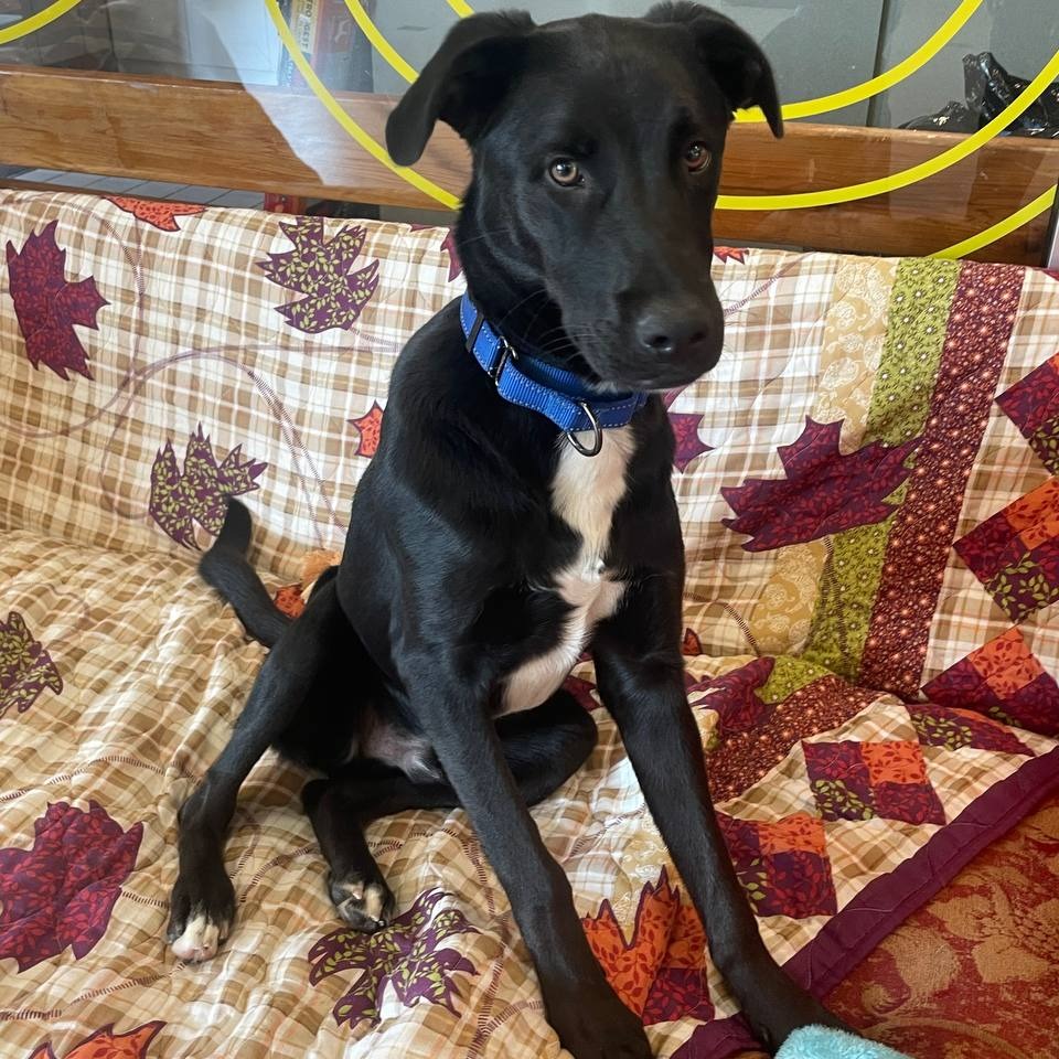 π Bideawee Shelter Donation