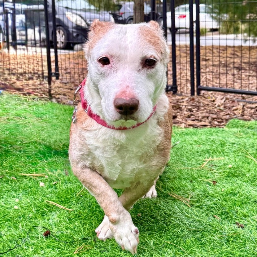 🐶 ARF – Animal Rescue Fund of the Hamptons Donation