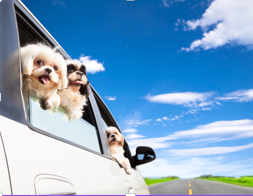 How to Help You and Your Dog Adjust When Leaving the City for Your Summer Vacation Home