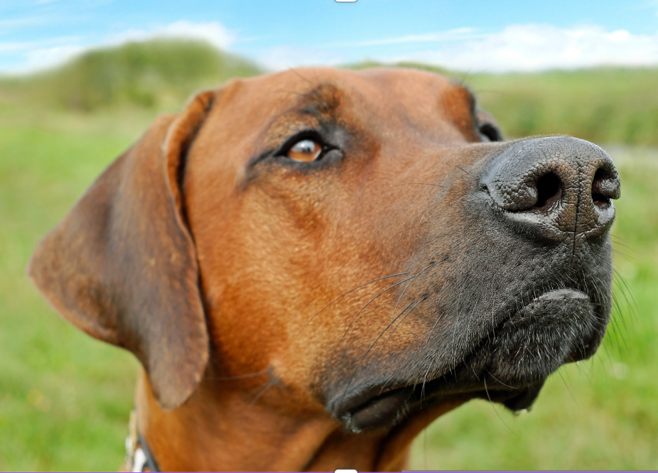 How to Feed a Picky Dog