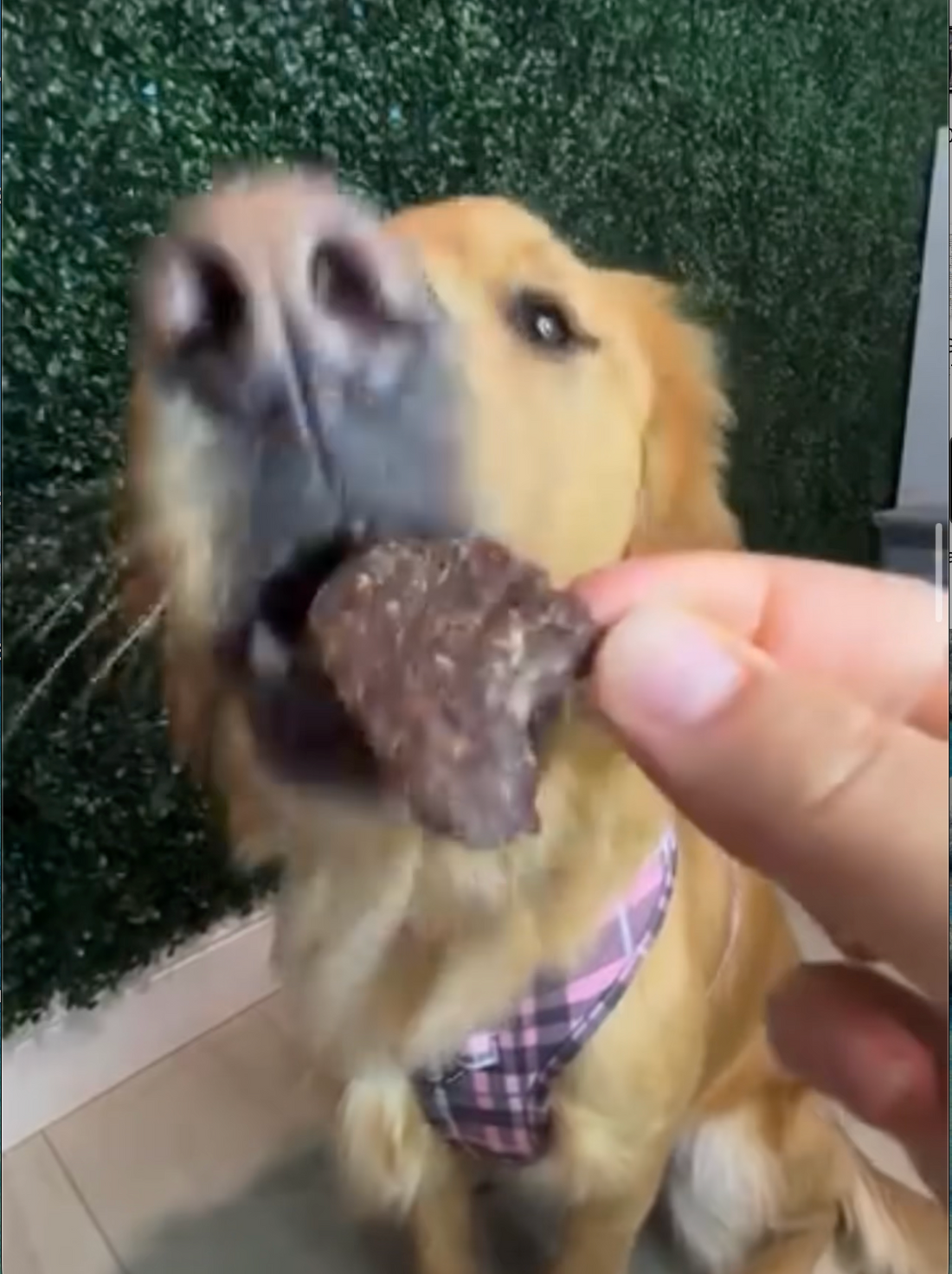 Why Does My Dog Go Crazy for That Crunch? (A Psychology Teacher's Take)