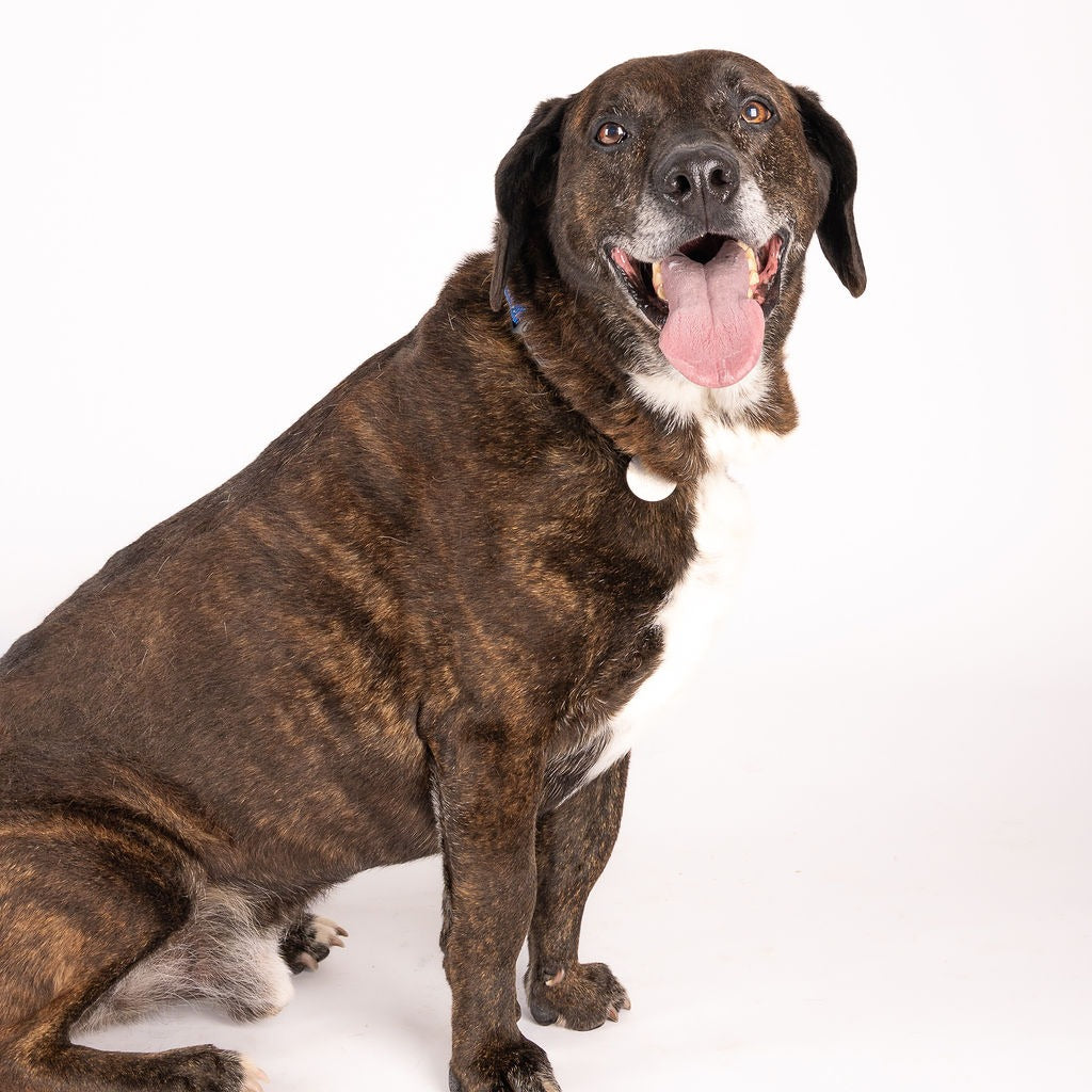 🐕 Southampton Animal Shelter Donation