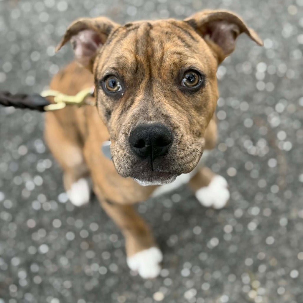 🐕 Southampton Animal Shelter Donation