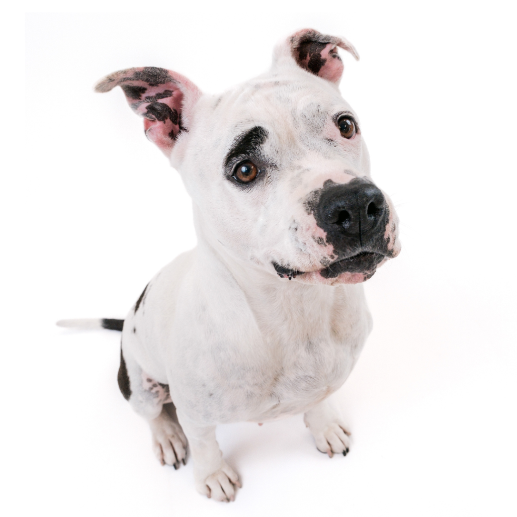 🐶 ARF – Animal Rescue Fund of the Hamptons Donation