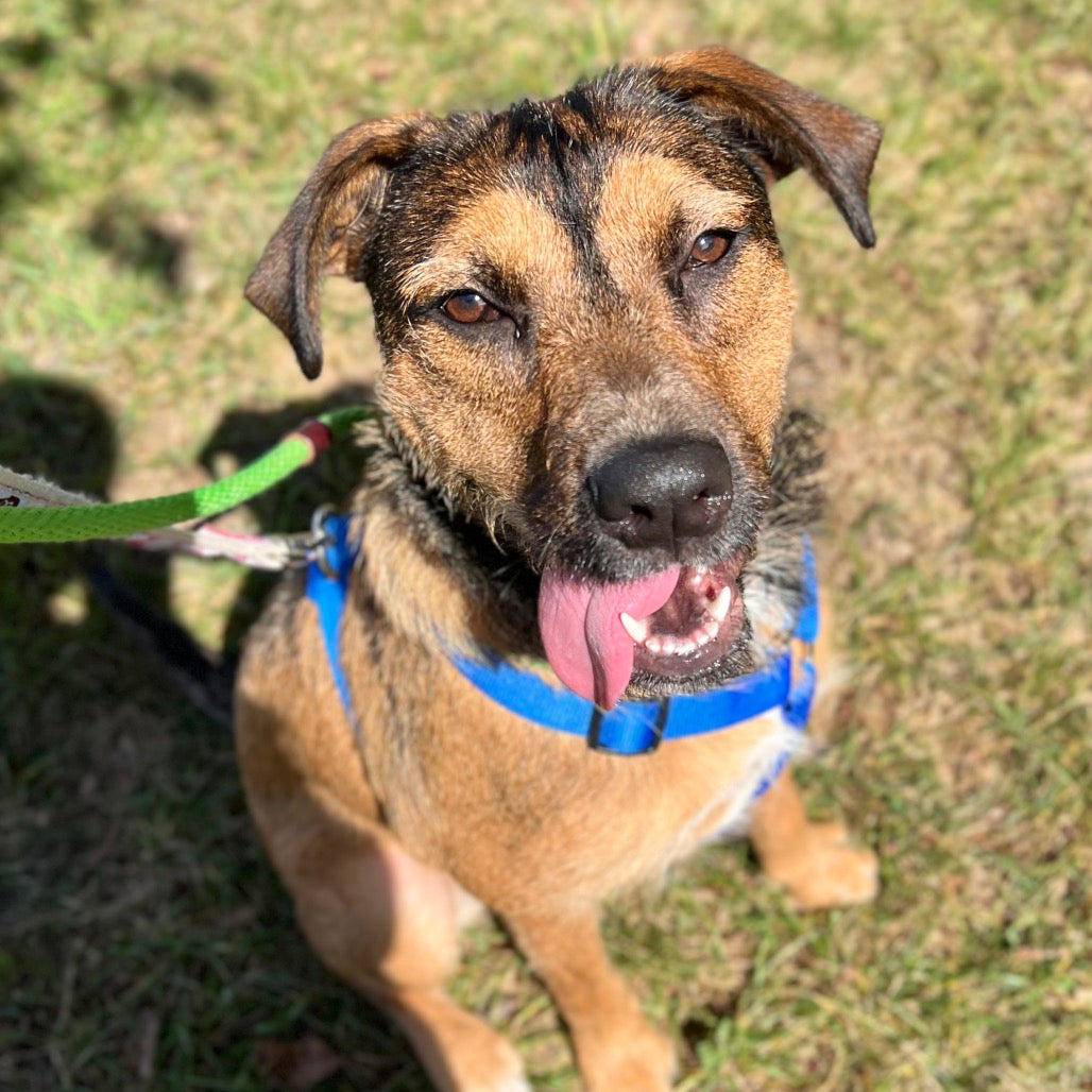 🎁 Bideawee Shelter Donation