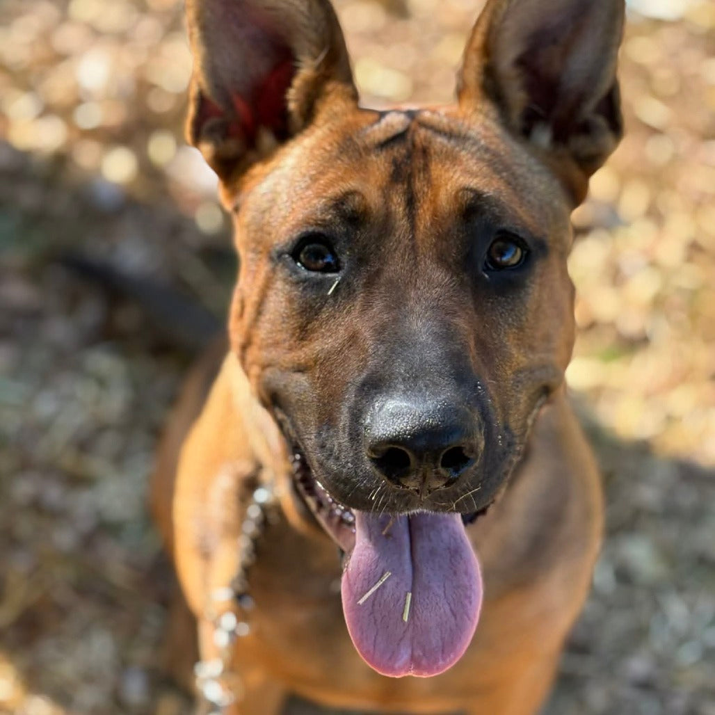 🐕 Southampton Animal Shelter Donation