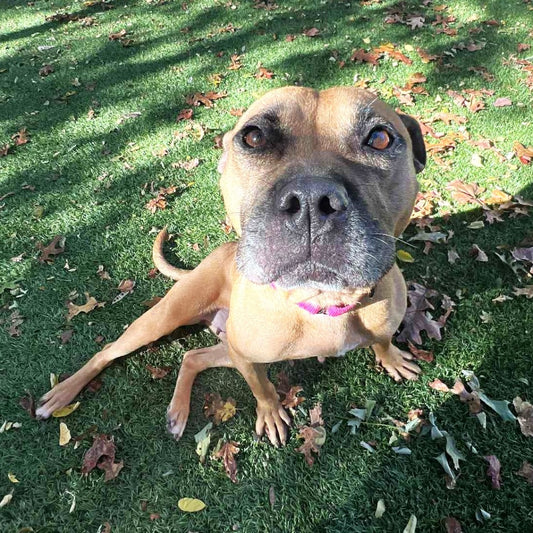 🐕 Southampton Animal Shelter Donation