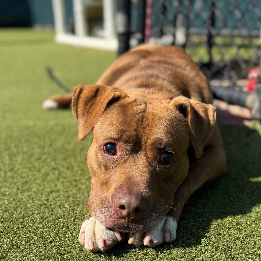 🐕 Southampton Animal Shelter Donation