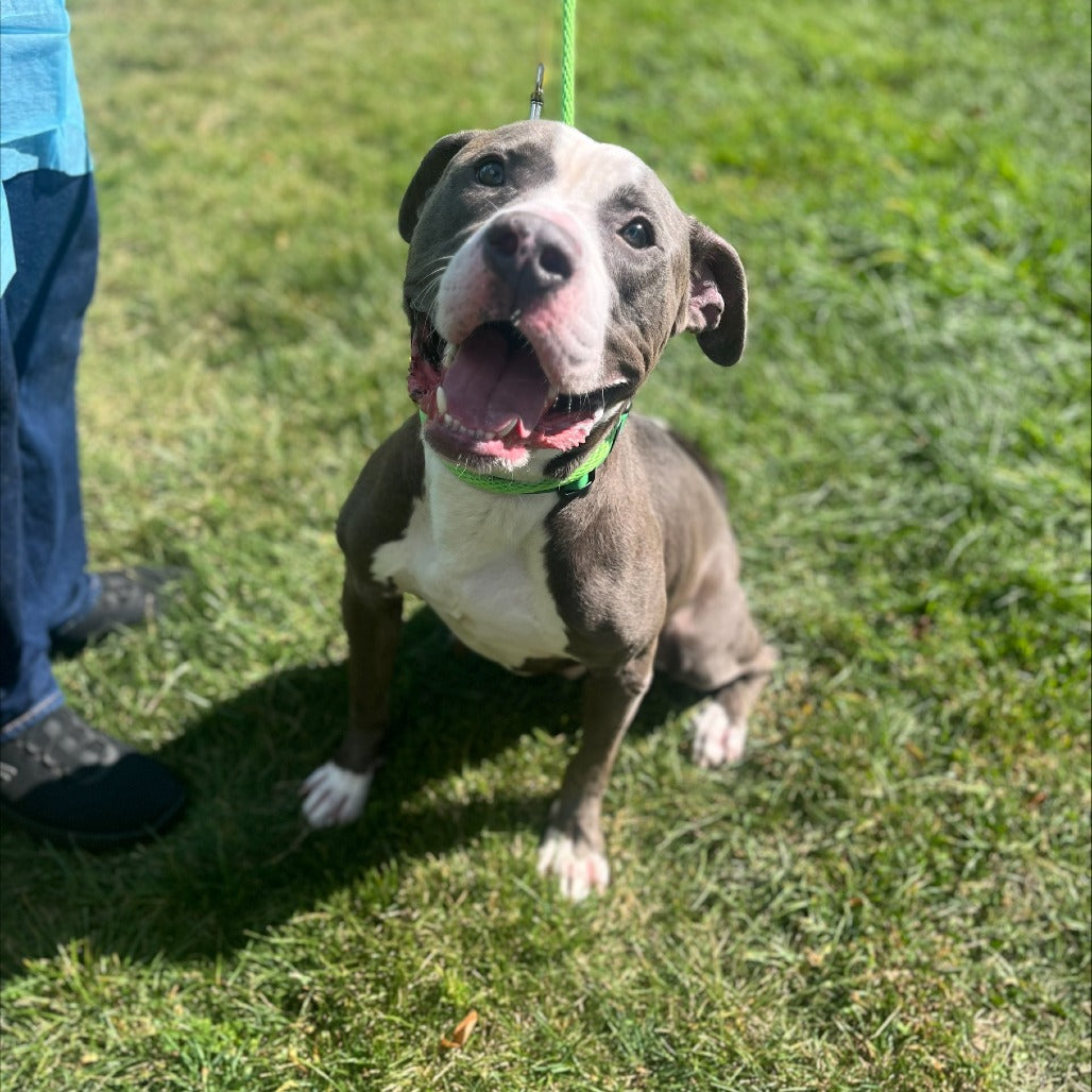 🎁 Bideawee Shelter Donation