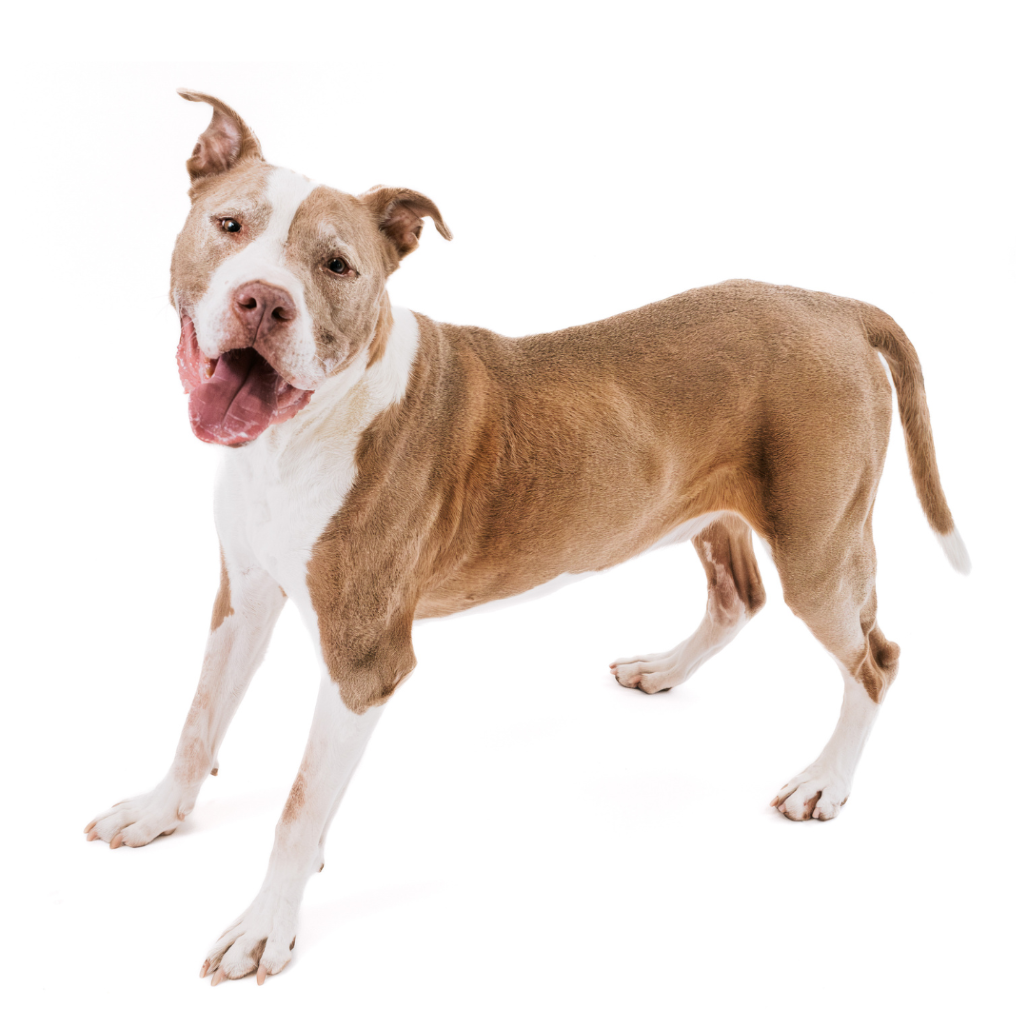 🐶 ARF – Animal Rescue Fund of the Hamptons Donation