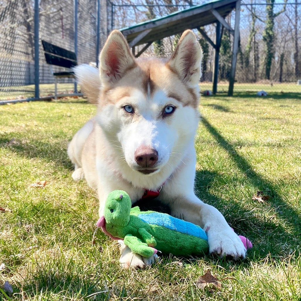 🎁 Bideawee Shelter Donation