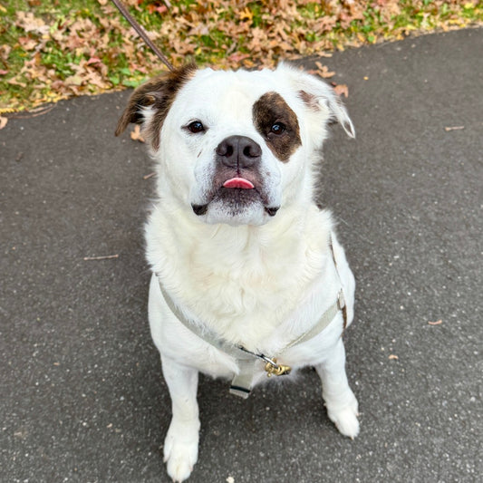 🐶 ARF – Animal Rescue Fund of the Hamptons Donation