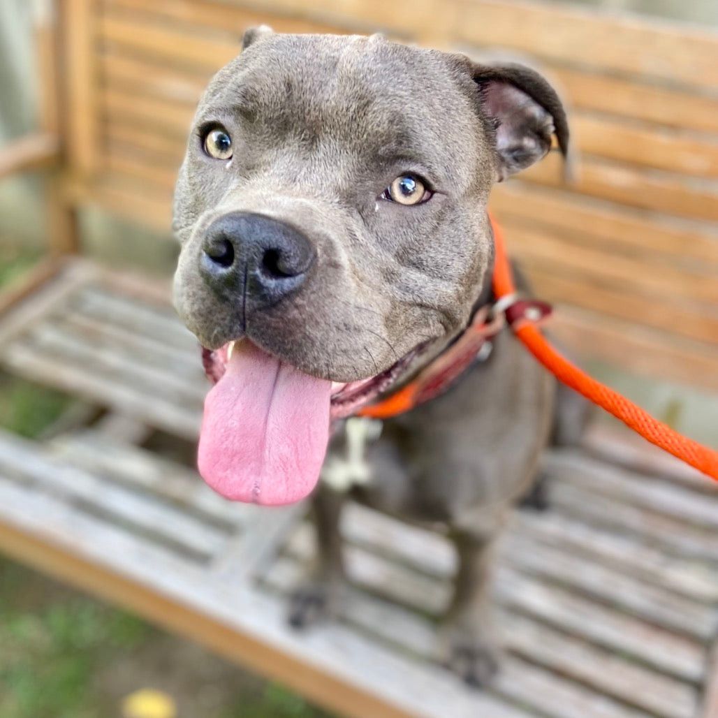 🎁 Bideawee Shelter Donation