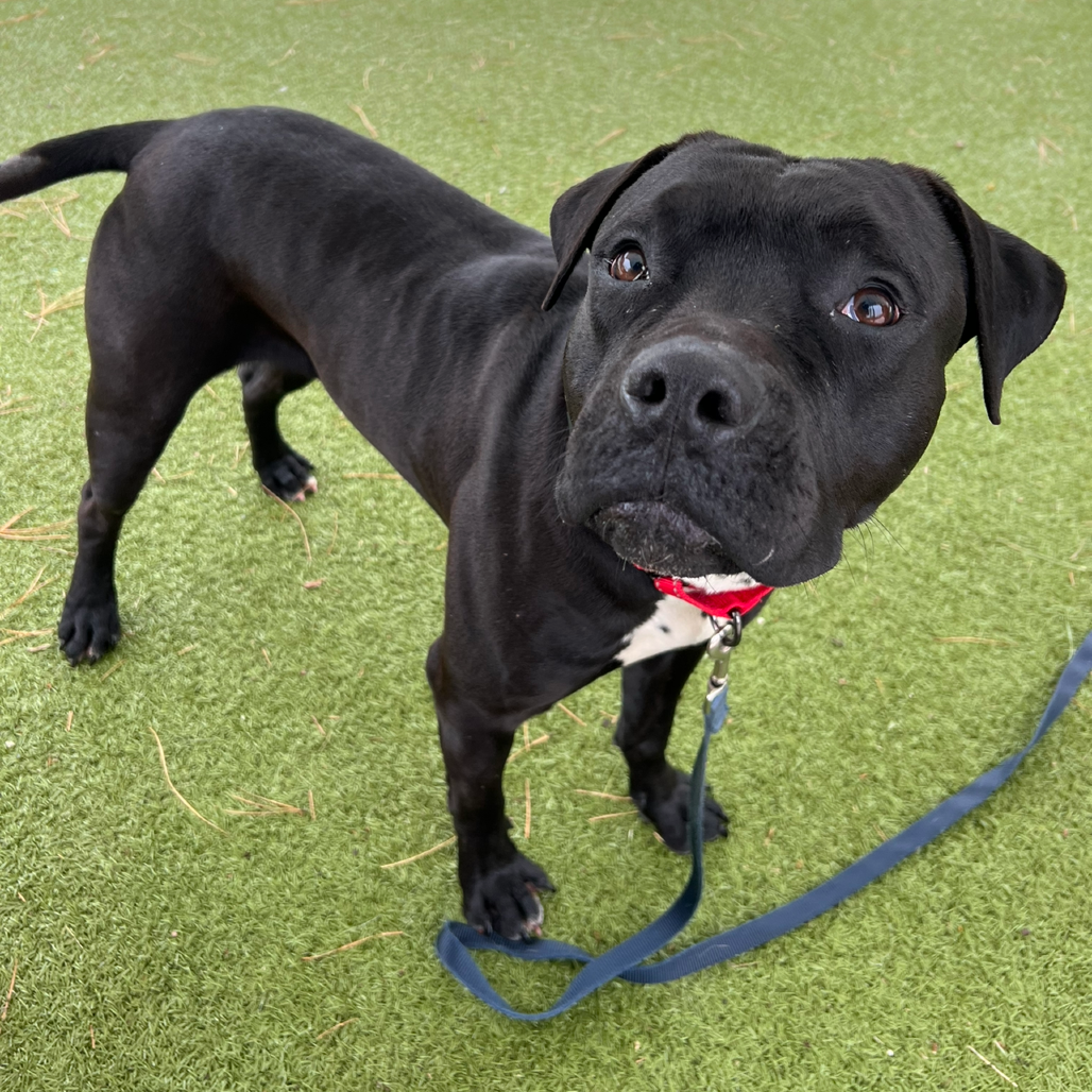 🐕 Southampton Animal Shelter Donation