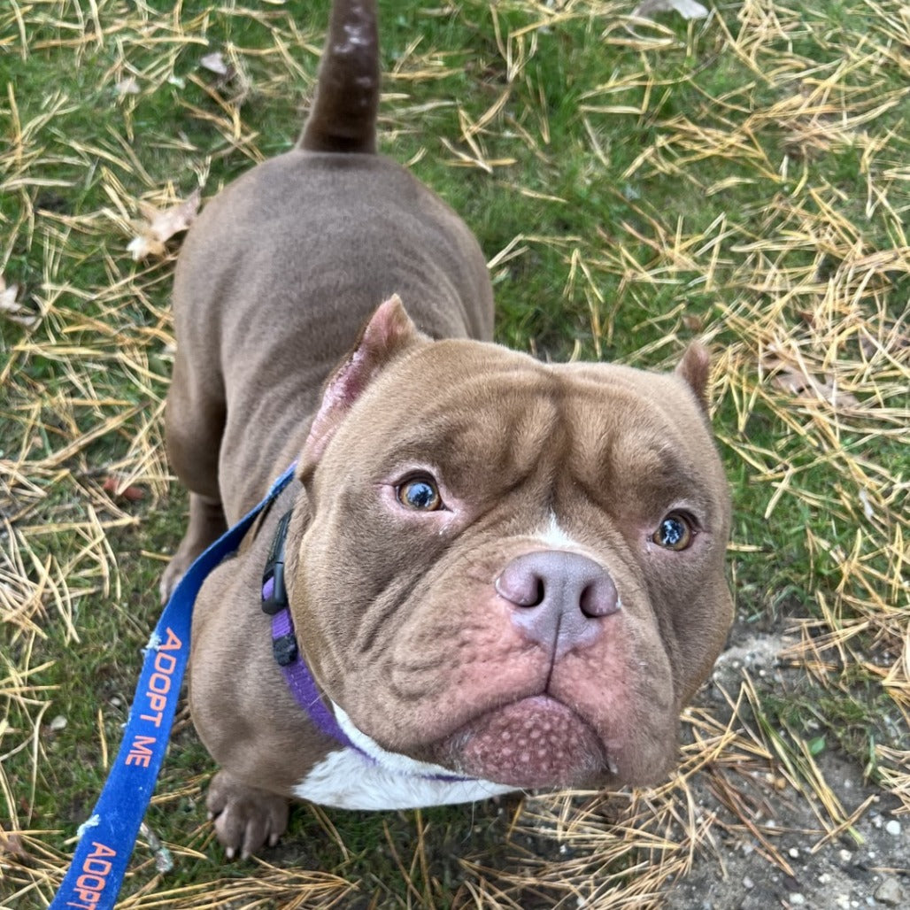 🐕 Southampton Animal Shelter Donation