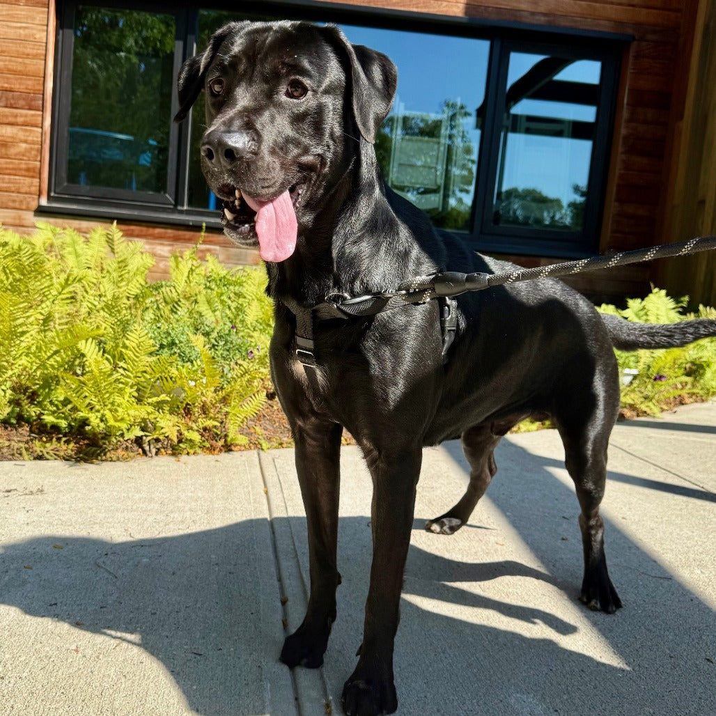 🐶 ARF – Animal Rescue Fund of the Hamptons Donation