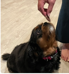 Venison CRACKers Dog Treats