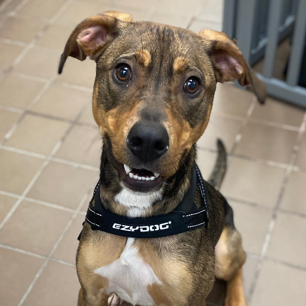 🎁 Bideawee Shelter Donation