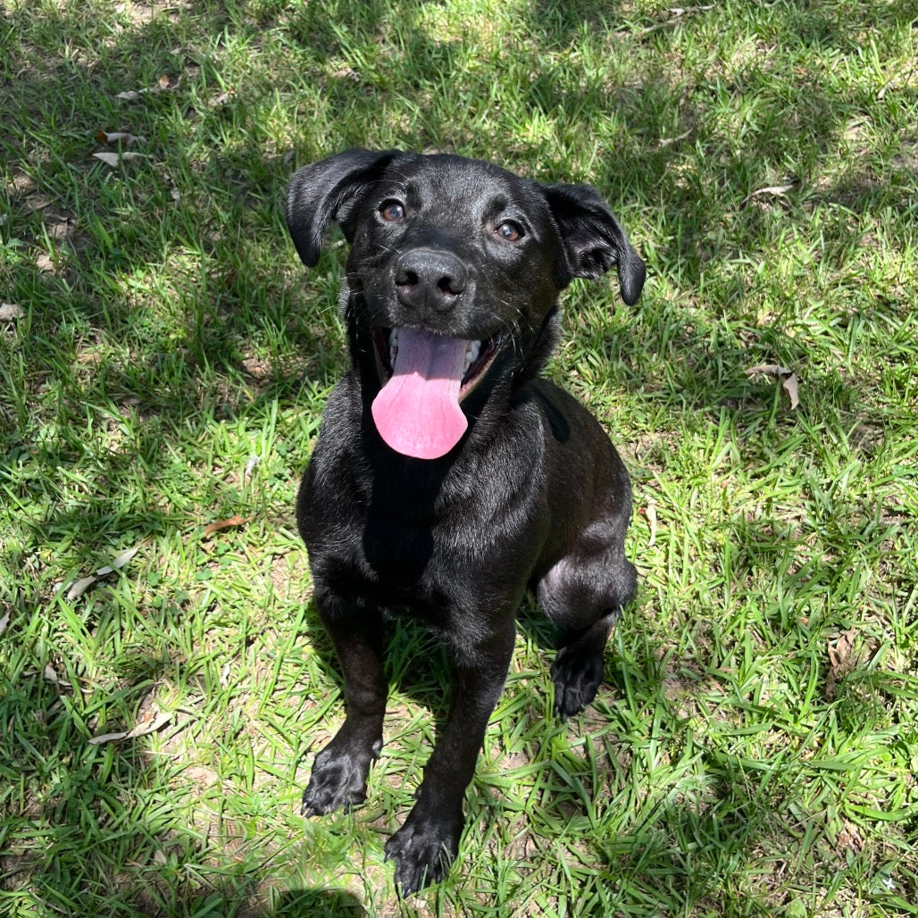 🐶 ARF – Animal Rescue Fund of the Hamptons Donation