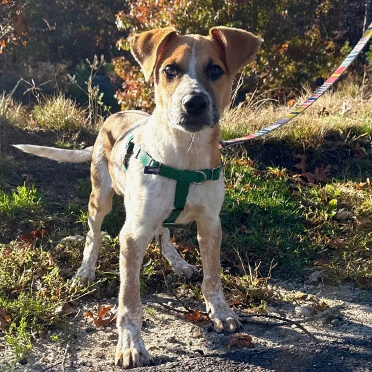 🐶 ARF – Animal Rescue Fund of the Hamptons Donation