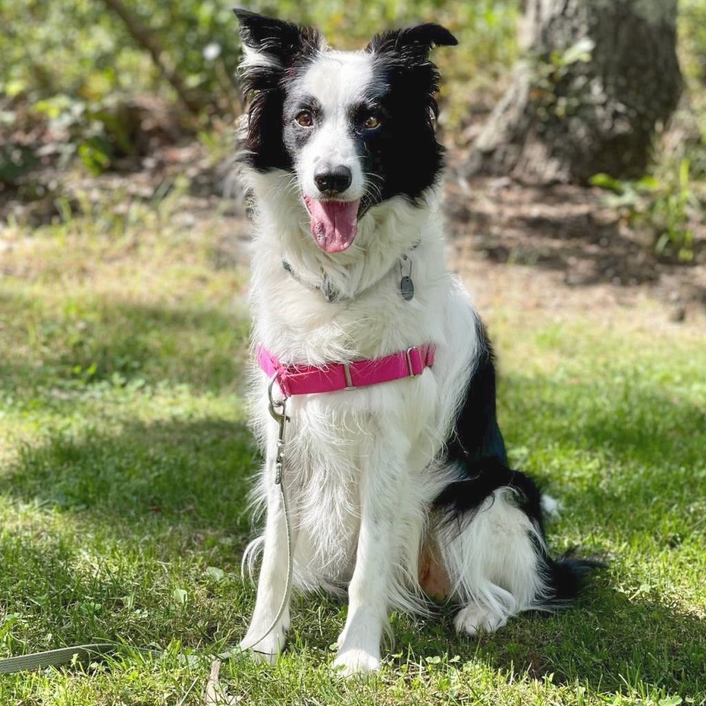 🐶 ARF – Animal Rescue Fund of the Hamptons Donation