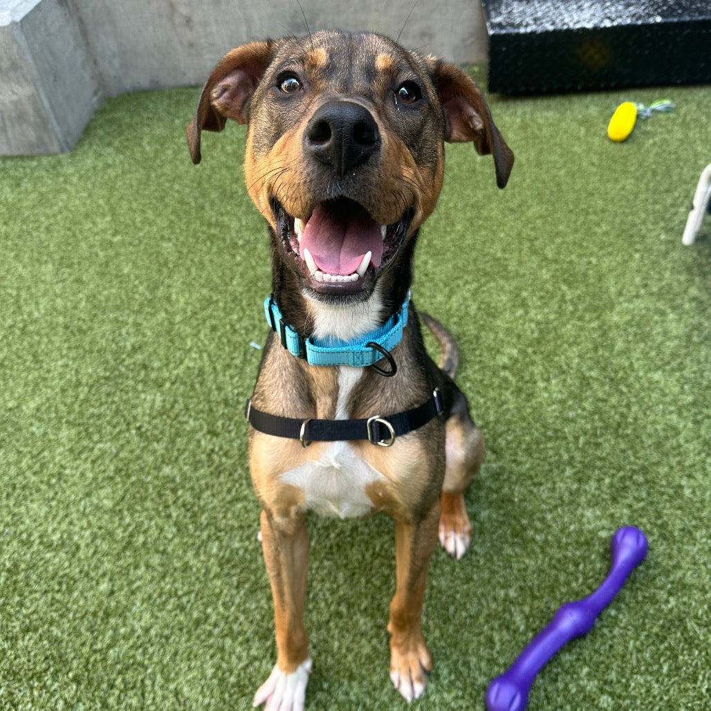 🎁 Bideawee Shelter Donation